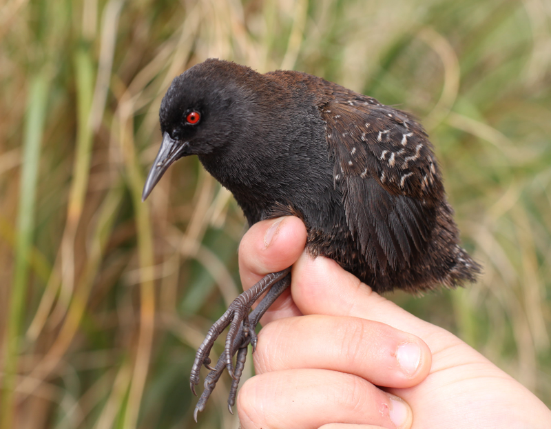 These birds are very cute and very doofy.